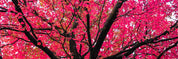 Sakura (1:3 Pano) - Yaopey Fine Art - 