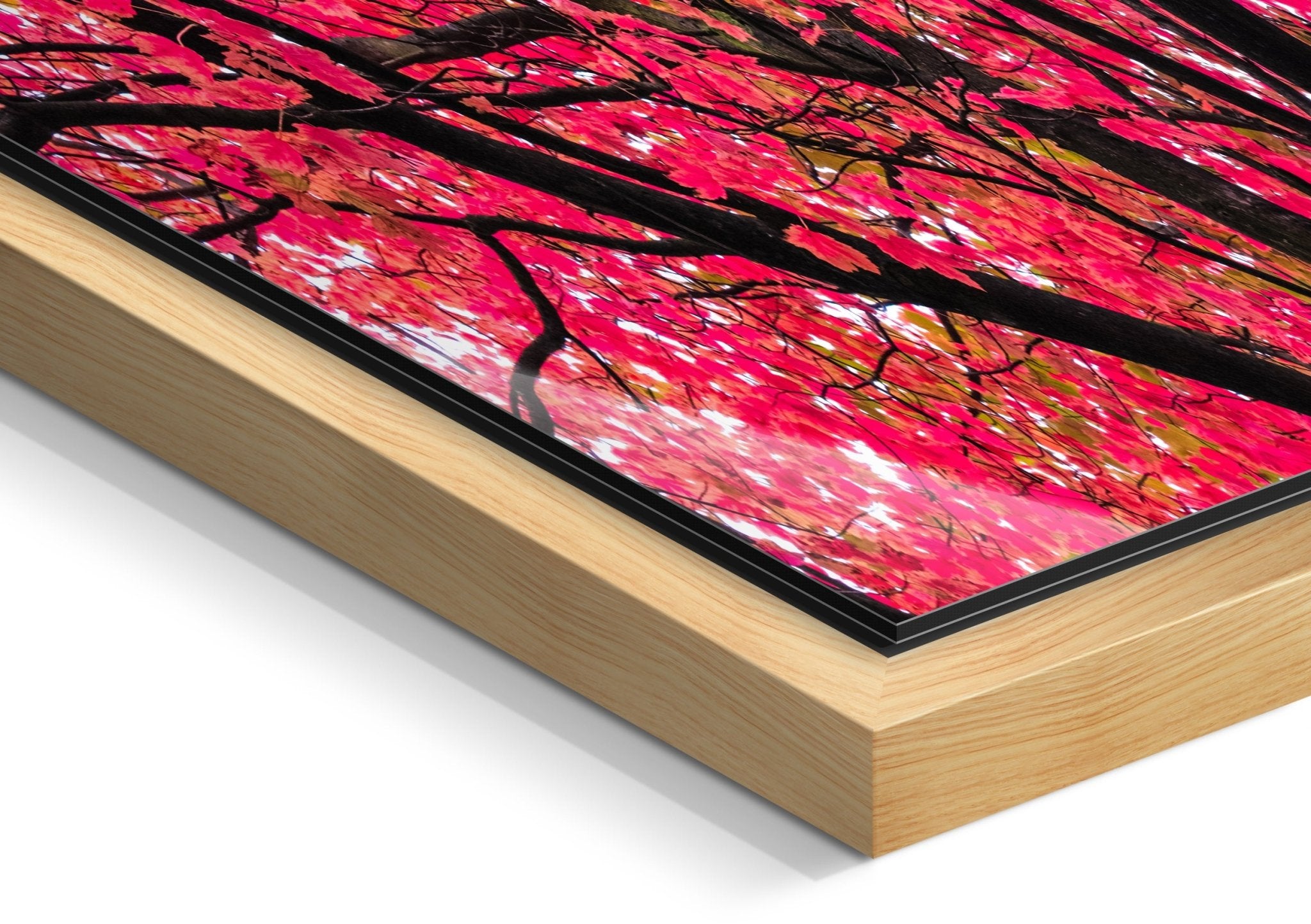 Sakura (1:3 Pano) - Yaopey Fine Art - 