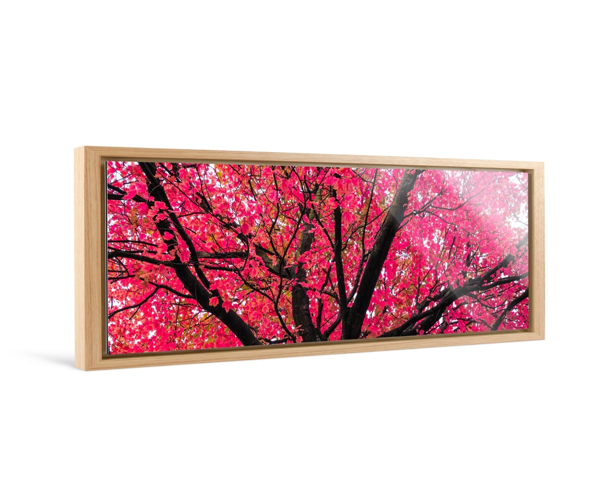 Sakura (1:3 Pano) - Yaopey Fine Art - 