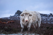 Wild - Yaopey Fine Art - 