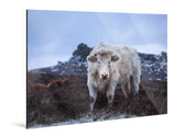 Wild - Yaopey Fine Art - 