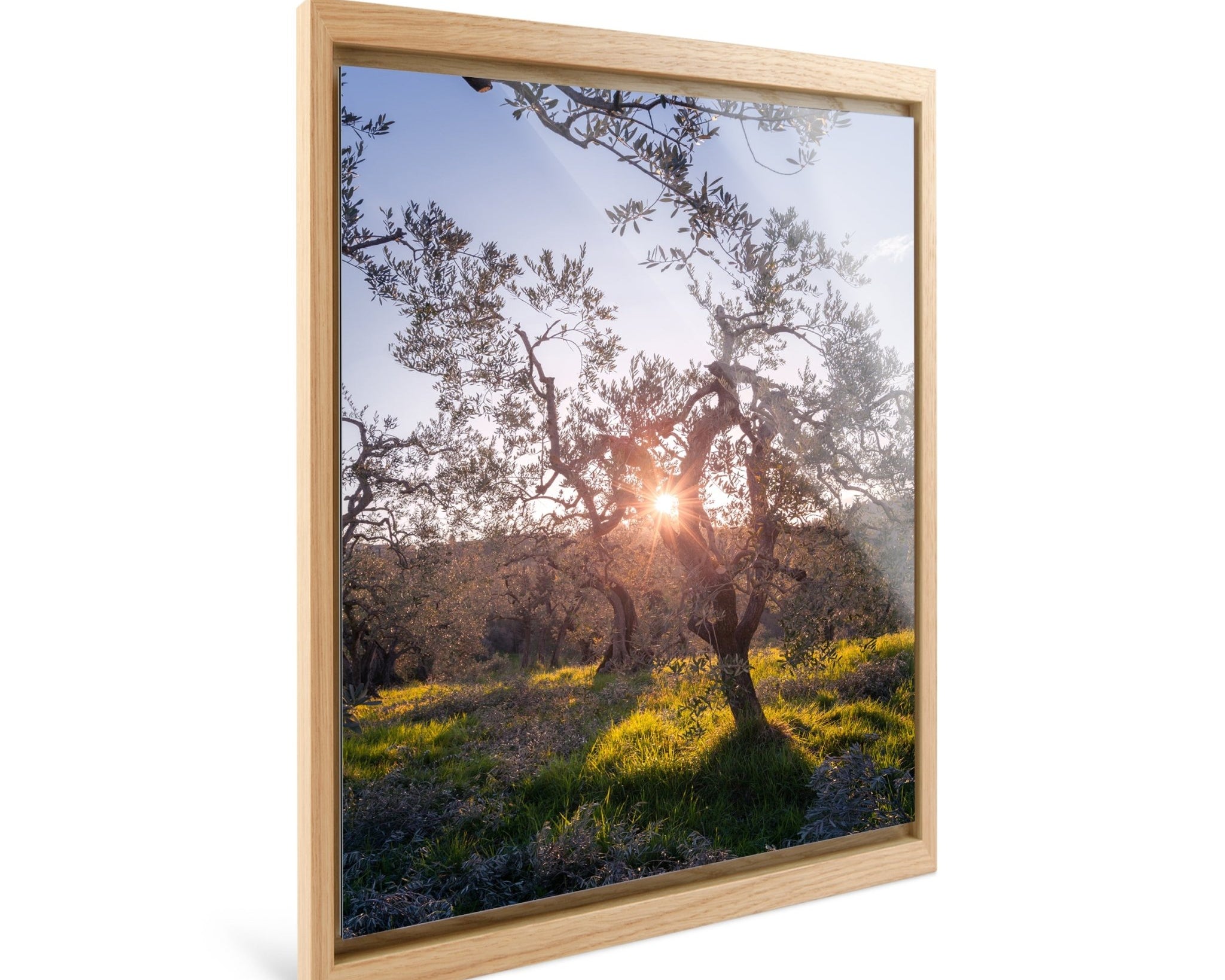 Zenith - Olive Trees - Yaopey Fine Art - 