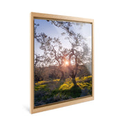 Zenith - Olive Trees - Yaopey Fine Art - 
