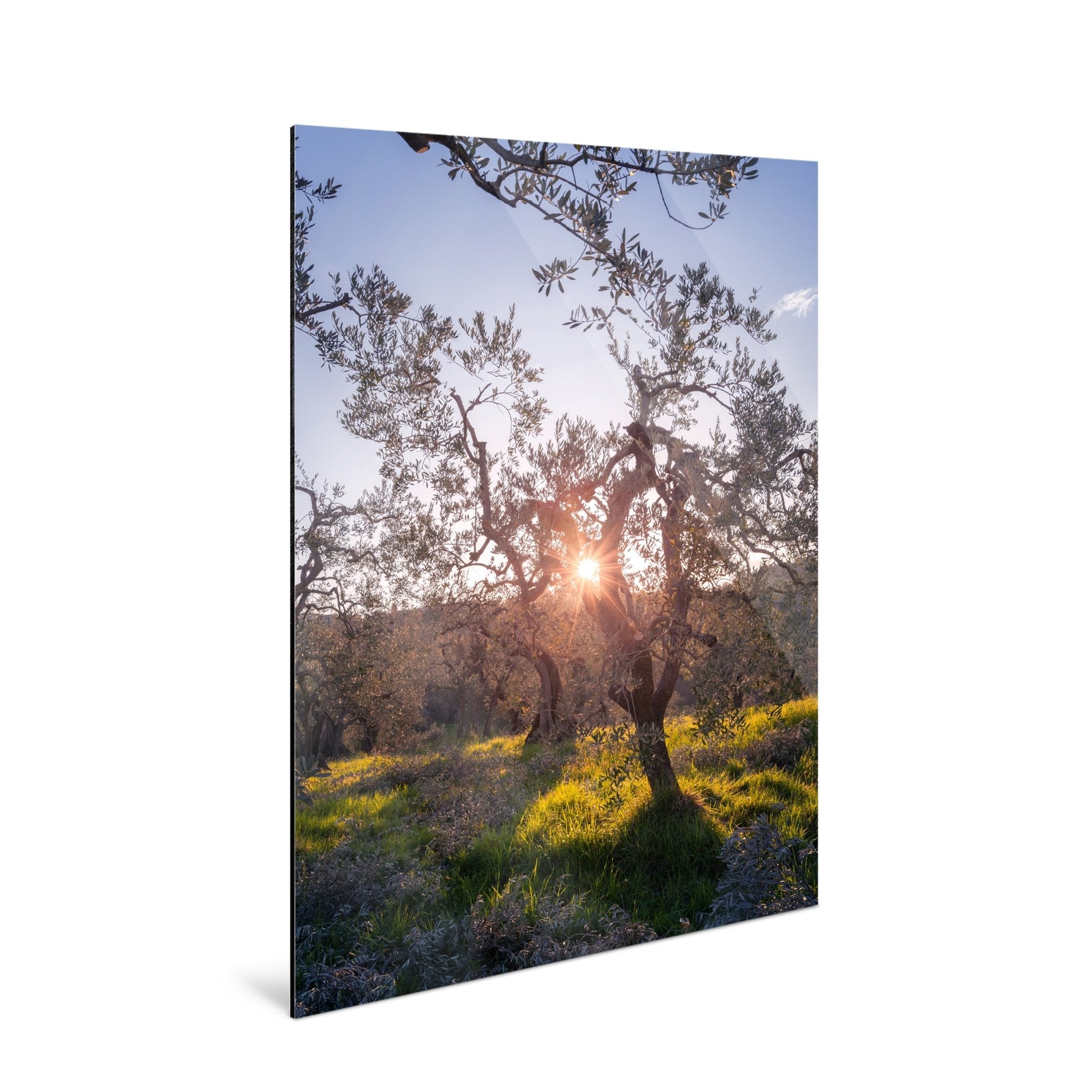 Zenith - Olive Trees - Yaopey Fine Art - 