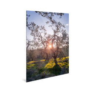 Zenith - Olive Trees - Yaopey Fine Art - 