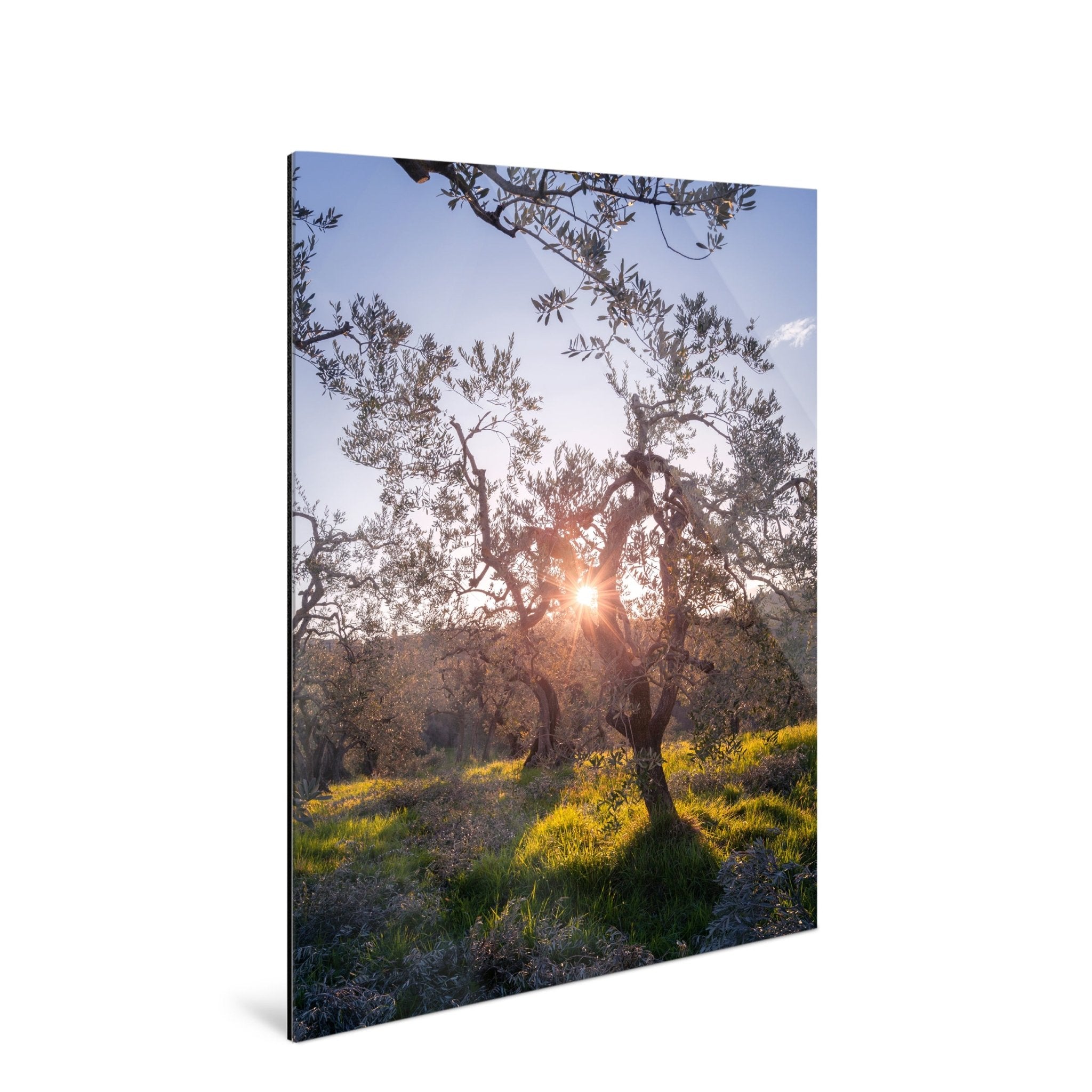 Zenith - Olive Trees - Yaopey Fine Art - 