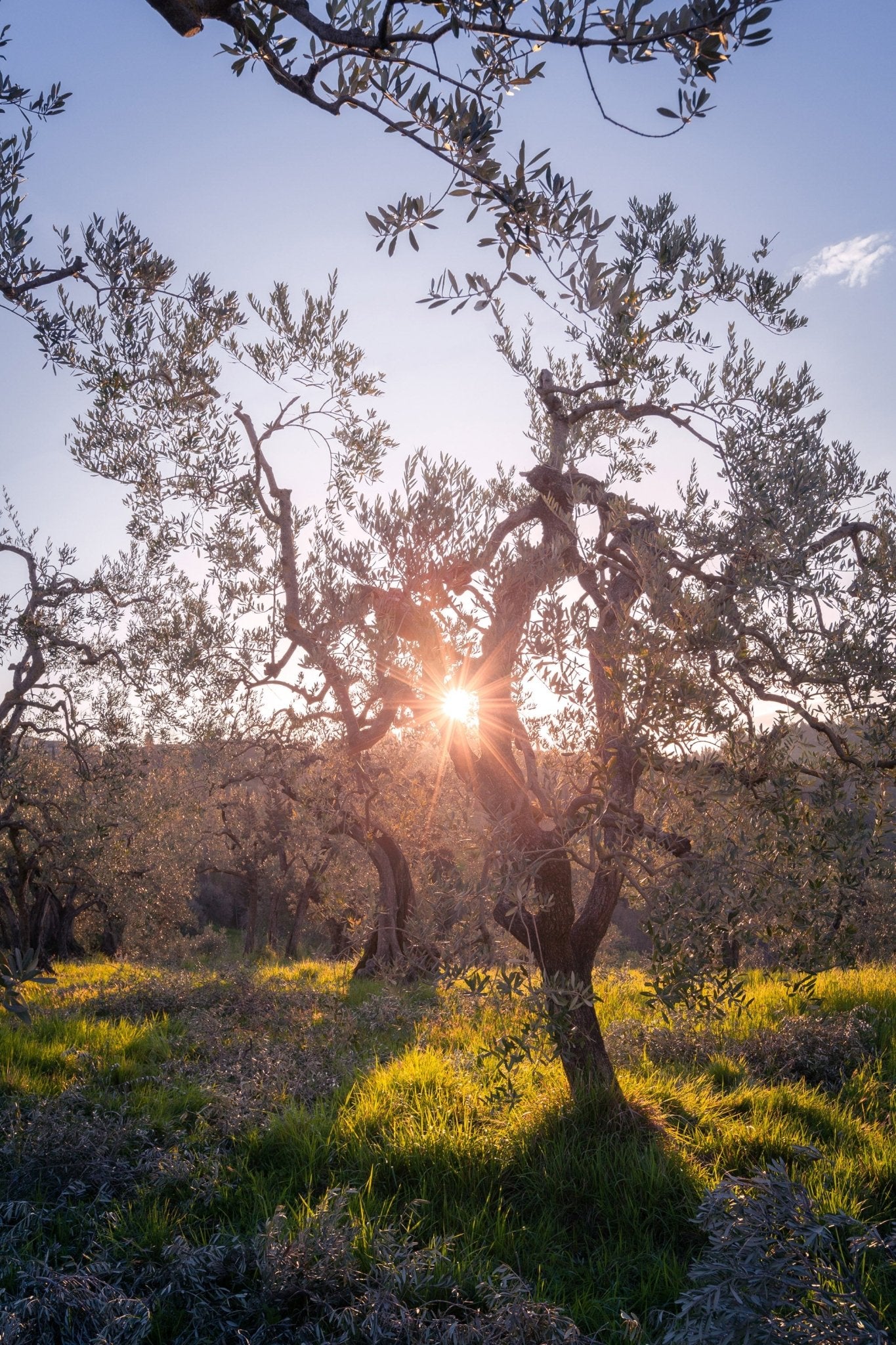 Zenith - Olive Trees - Yaopey Fine Art - 