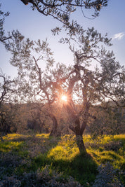 Zenith - Olive Trees - Yaopey Fine Art - 